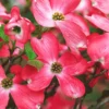 SN FLOWERING COLLECTION Dogwood - Red