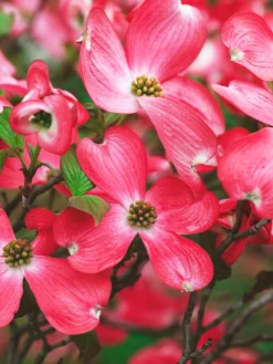 SN FLOWERING COLLECTION Dogwood - Red