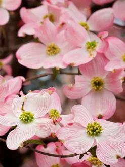 SN FLOWERING COLLECTION Dogwood - Pink
