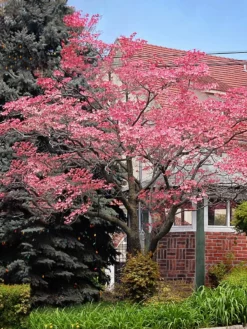 SN FLOWERING COLLECTION Dogwood - Pink