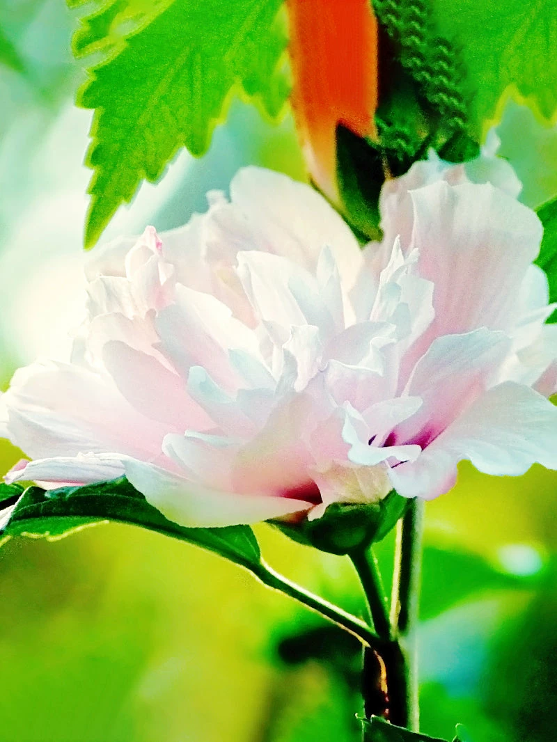 SN Althea - Double Pink FLOWERING COLLECTION