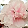 SN Althea - Double Pink FLOWERING COLLECTION