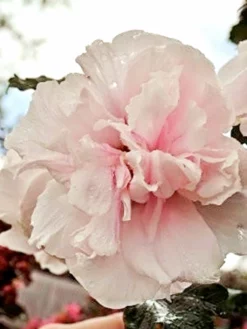 SN Althea - Double Pink FLOWERING COLLECTION