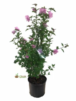 SN Althea - Double Purple FLOWERING COLLECTION