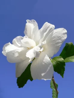 SN Althea - Double White