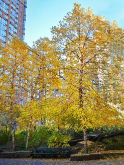 SN River Birch - Dura Heat