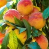 SN FRUIT COLLECTION Peach Trees - Early Augustprince
