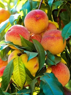 SN FRUIT COLLECTION Peach Trees - Early Augustprince