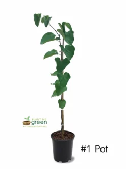 SN FLOWERING COLLECTION Redbud - Eastern