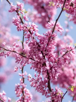 SN FLOWERING COLLECTION Redbud - Eastern