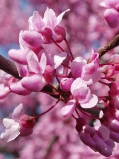 SN FLOWERING COLLECTION Redbud - Eastern