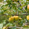 SN Apple Trees - Ein Shemer