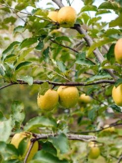 SN Apple Trees - Ein Shemer