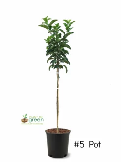 SN Apple Trees - Ein Shemer