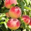 SN Peach Trees - Elberta
