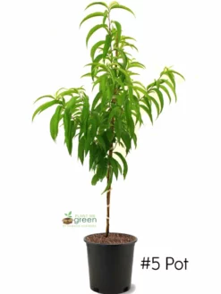 SN Peach Trees - Elberta