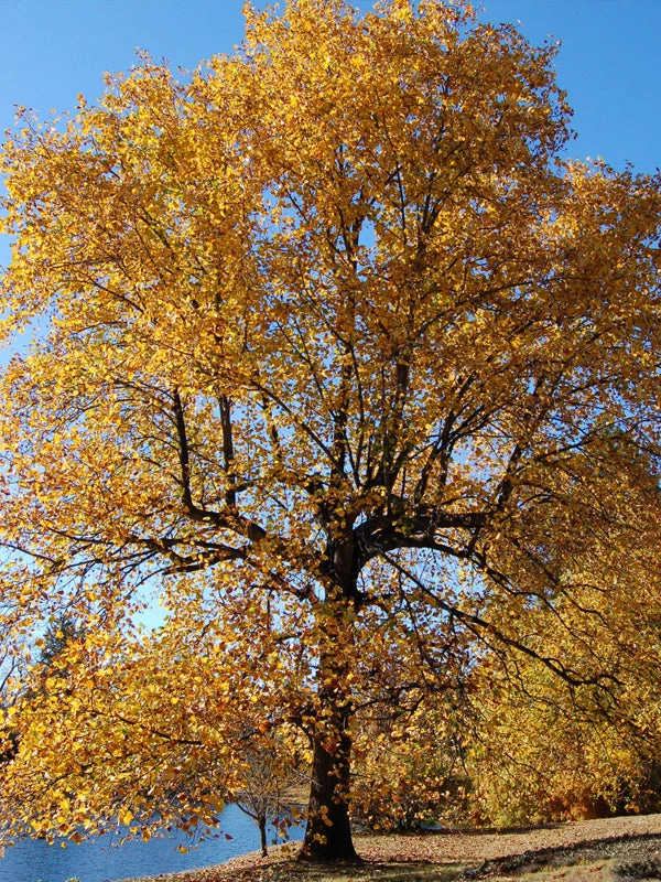 Plant Me Green SHADE COLLECTION Poplar - Tulip