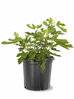 Plant Me Green Fig - Beer's Black (Dwarf) Fig Trees