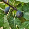 Plant Me Green Fig - Beer's Black (Dwarf) Fig Trees