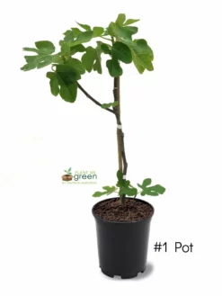 SN FRUIT COLLECTION Fig Trees - Brown Turkey