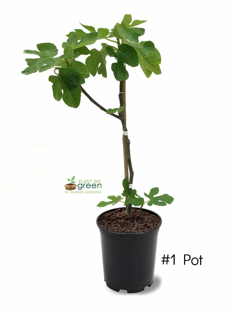 SN FRUIT COLLECTION Fig Trees - Brown Turkey