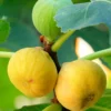 Plant Me Green Fig Trees - Yellow Long Neck