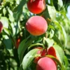 SN FRUIT COLLECTION Peach Trees - Flordaking