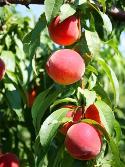SN FRUIT COLLECTION Peach Trees - Flordaking