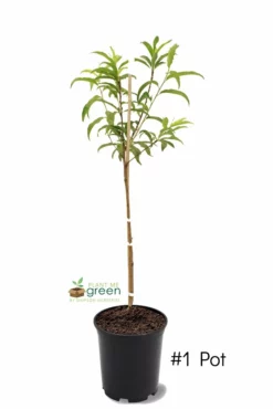 SN FRUIT COLLECTION Peach Trees - Flordaking