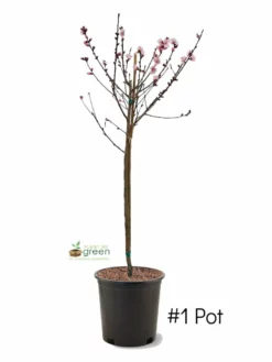 SN FRUIT COLLECTION Peach Trees - Flordaking