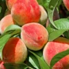 SN Peach Trees - Flordaglo