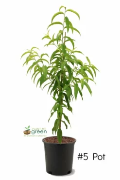 SN Peach Trees - Flordaglo