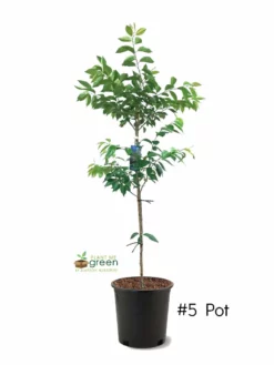 SN FLOWERING COLLECTION Cherry - Yoshino (Flowering)