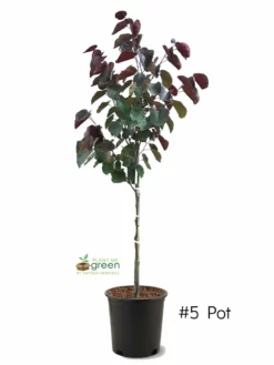 SN Redbud - Forest Pansy FLOWERING COLLECTION