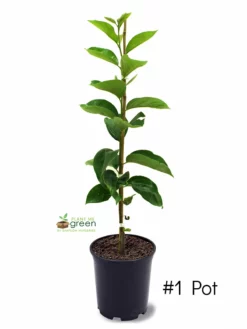 SN Persimmon Trees - Fuyu Jiro (Non-Astringent)