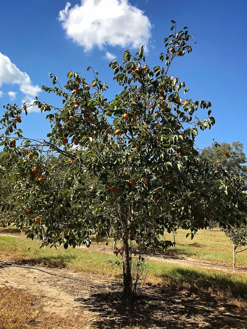 SN Persimmon Trees - Fuyugaki (Non-Astringent) FRUIT COLLECTION