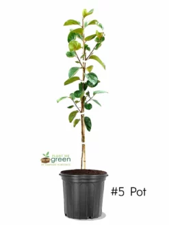 SN Persimmon Trees - Fuyugaki (Non-Astringent) FRUIT COLLECTION