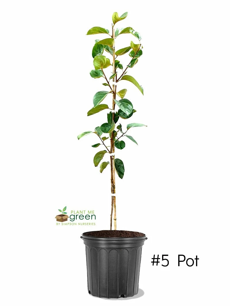 SN Persimmon Trees - Fuyugaki (Non-Astringent) FRUIT COLLECTION