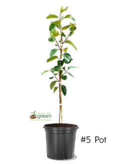 SN Persimmon Trees - Fuyu Jiro (Non-Astringent)