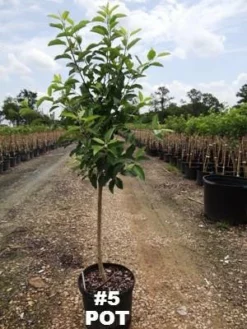 SN FRUIT COLLECTION Apple Trees - Gala