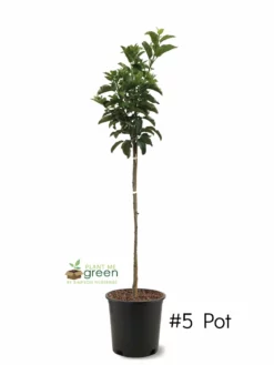 SN FRUIT COLLECTION Apple Trees - Gala