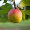 SN FRUIT COLLECTION Apple Trees - Gala