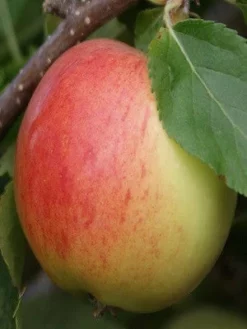 SN FRUIT COLLECTION Apple Trees - Gala