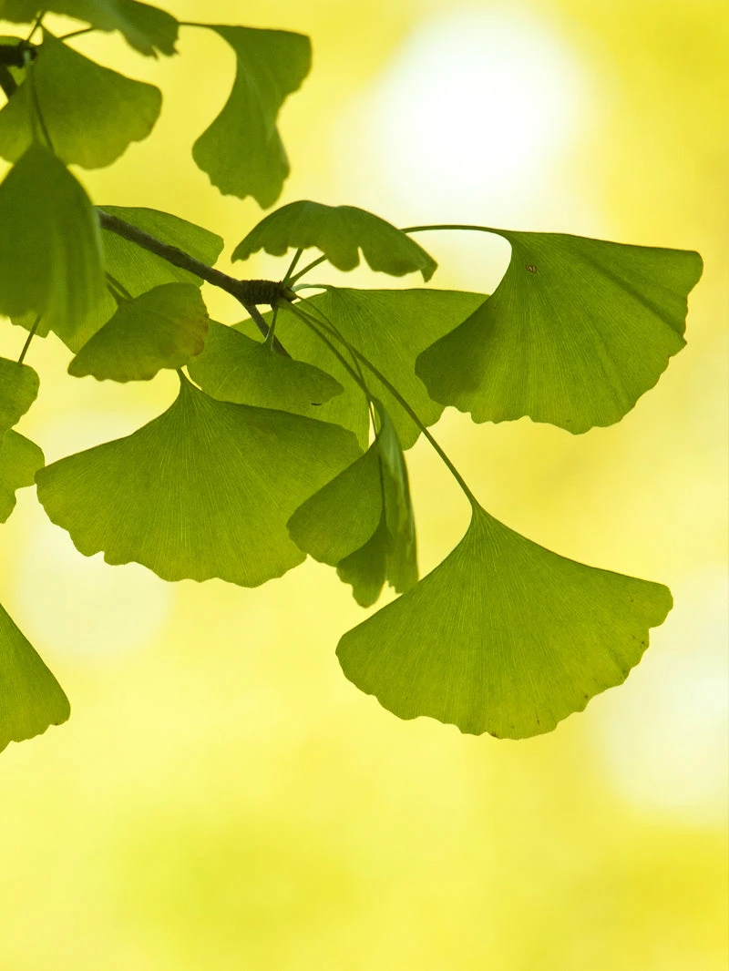 Plant Me Green Other Shade Trees Gingko Biloba - Seedling