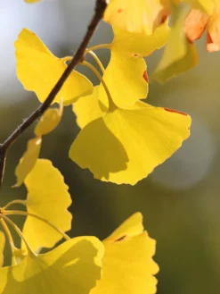 Plant Me Green Other Shade Trees Gingko Biloba - Seedling