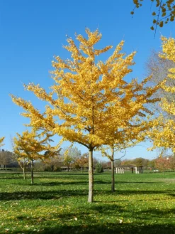 Plant Me Green Other Shade Trees Gingko Biloba - Seedling