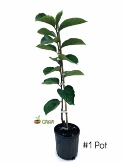 SN Persimmon Trees - Giombo (Astringent) FRUIT COLLECTION
