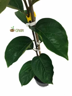 SN Persimmon Trees - Giombo (Astringent) FRUIT COLLECTION