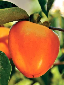 SN Persimmon Trees - Giombo (Astringent) FRUIT COLLECTION