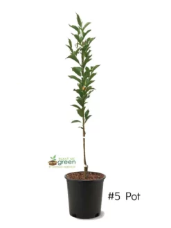 SN FRUIT COLLECTION Plum Trees - Green Gage